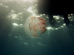 a jelly doing a safety stop. Casio exilim by Andrew Macleod 